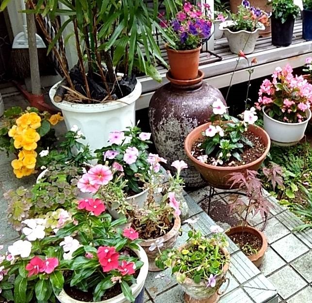 自宅の花（１）