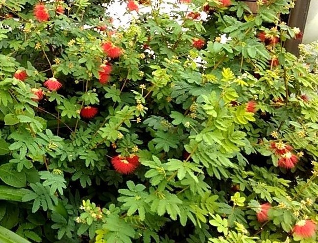 自宅の花（３）