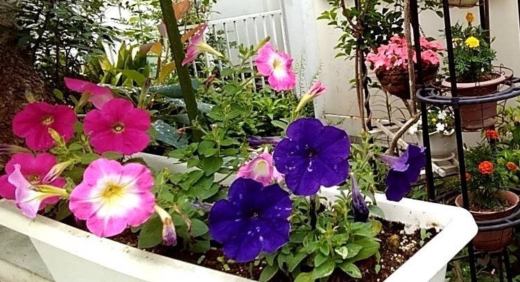 自宅の花（５）