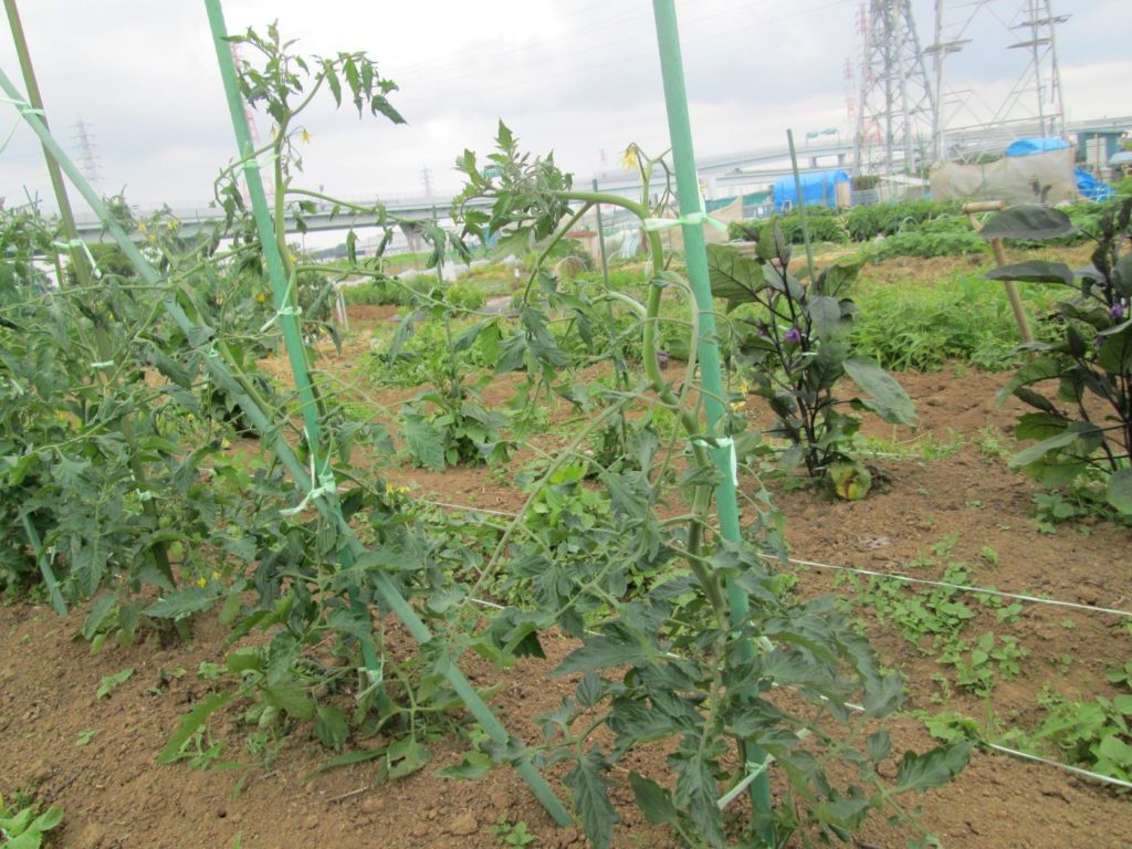 field tomatoes