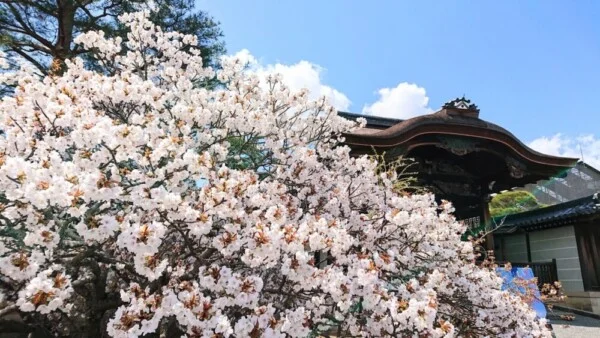 仁和寺の勅使門と遅咲き桜
