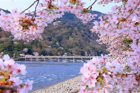 渡月橋の桜